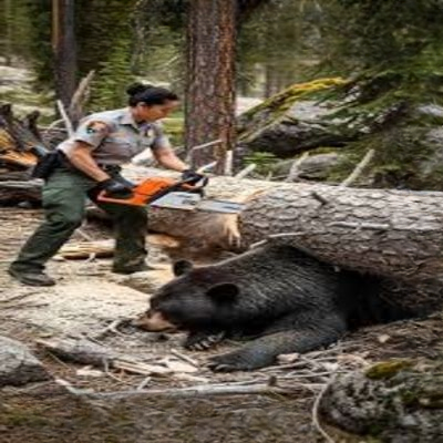 Courage in the Pines: The Ranger Who Saved a Trapped Black Bear