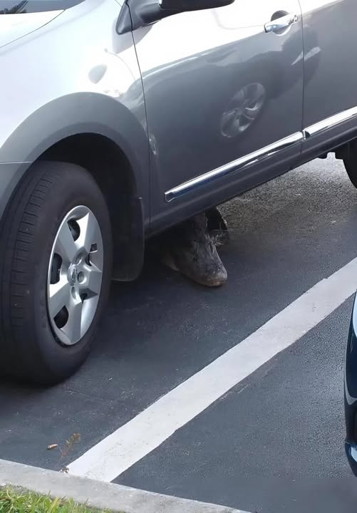 The Creature Under My Car That Changed Everything